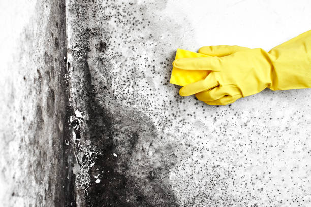 Best Crawl Space Mold Removal  in Mountainhome, PA