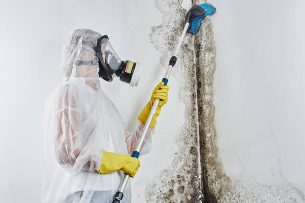 Best Mold Testing  in Mountainhome, PA