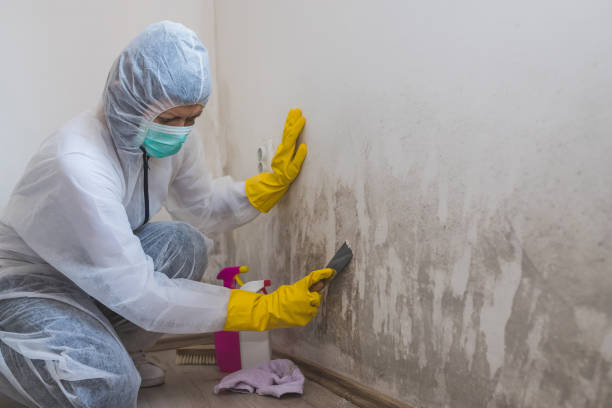 Best Certified Mold Removal  in Mountainhome, PA