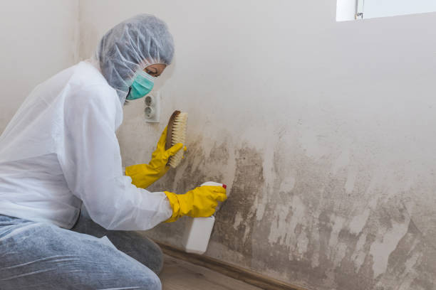 Best Attic Mold Removal  in Mountainhome, PA