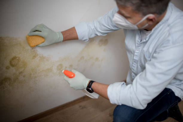 Best Emergency Mold Removal  in Mountainhome, PA