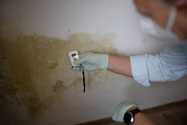 Best Best Mold Removal Companies  in Mountainhome, PA
