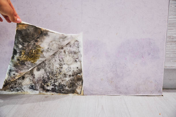 Mold Removal Process in Mountainhome, PA